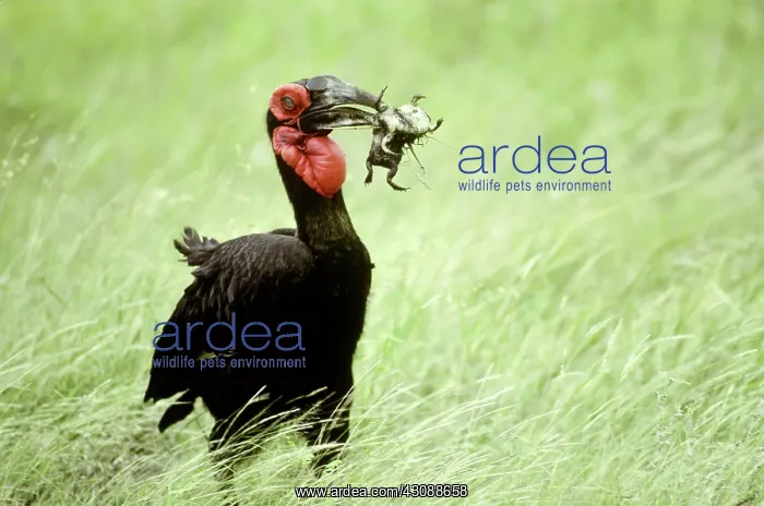 : Southern Ground-hornbill with frog prey : Southern Ground-hornbill with frog prey