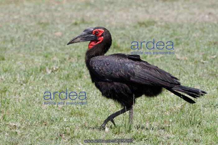 : Southern Ground Hornbill, Maasai Mara, Kenya : Southern Ground Hornbill, Maasai Mara, Kenya