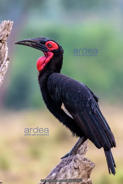 : Southern Ground Hornbill perched on branch : Southern Ground Hornbill perched on branch