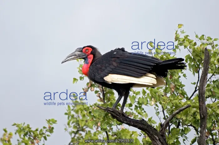 : Southern Ground Hornbill - perched in tree : Southern Ground Hornbill - perched in tree