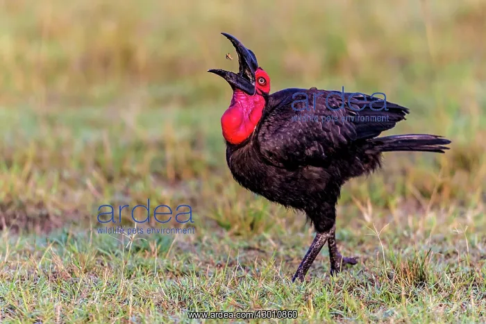 : Southern Ground Hornbill swallowing insect prey : Southern Ground Hornbill swallowing insect prey