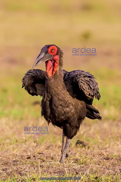 : Southern Ground Hornbill swallowing insect prey : Southern Ground Hornbill swallowing insect prey