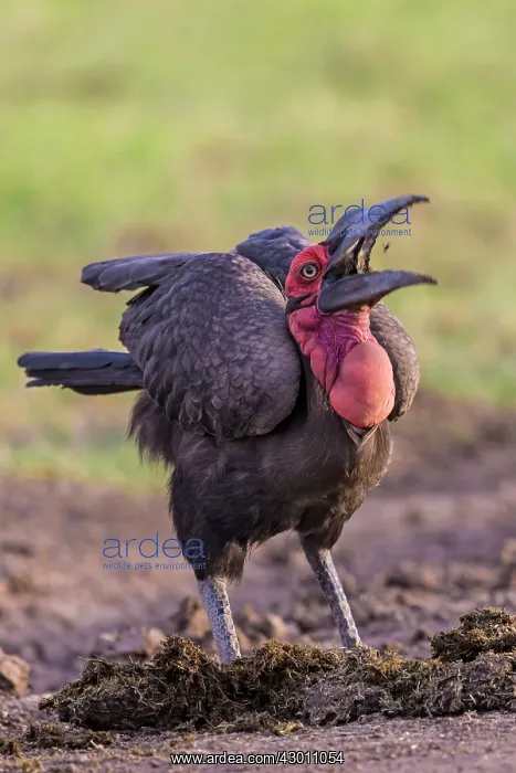 : Southern Ground Hornbill swallowing insect prey : Southern Ground Hornbill swallowing insect prey