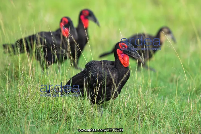 : Southern ground hornbills (Bucorvus leadbeateri) : Southern ground hornbills (Bucorvus leadbeateri)