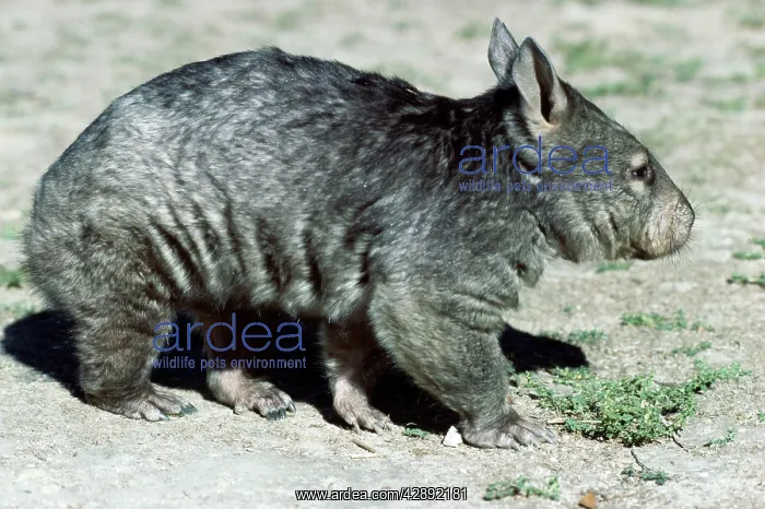 : Southern Hairy-Nosed WOMBAT - side on : Southern Hairy-Nosed WOMBAT - side on