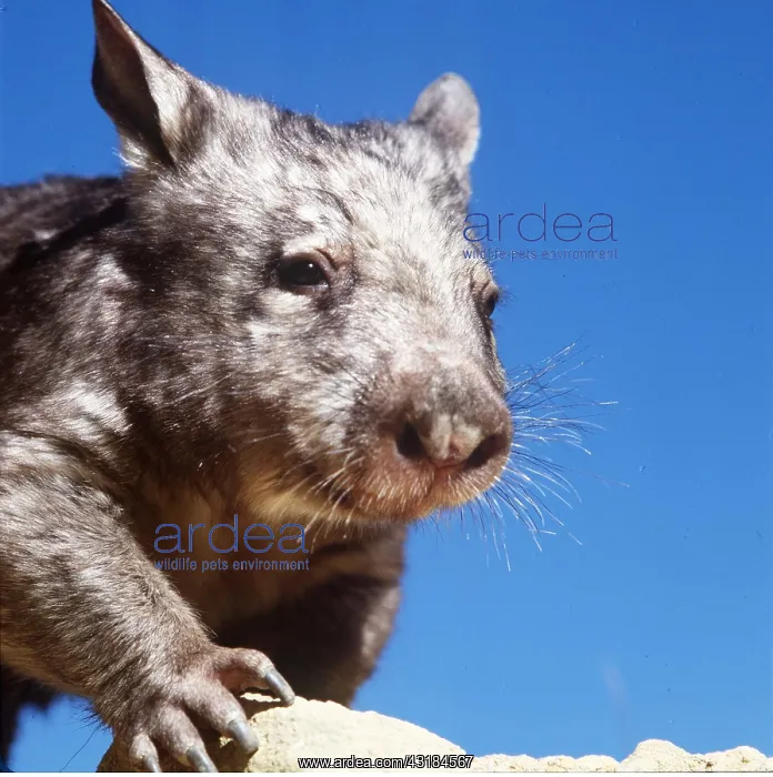 : Southern hairy-nosed WOMBAT : Southern hairy-nosed WOMBAT