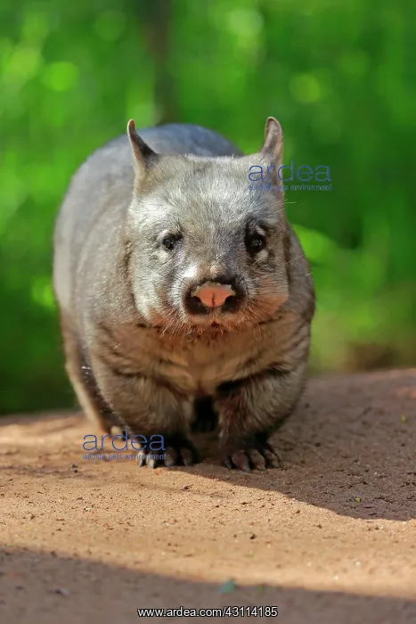 : Southern hairy-nosed wombat (Lasiorhinus latifrons) : Southern hairy-nosed wombat (Lasiorhinus latifrons)