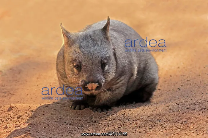 : Southern hairy-nosed wombat (Lasiorhinus latifrons) : Southern hairy-nosed wombat (Lasiorhinus latifrons)