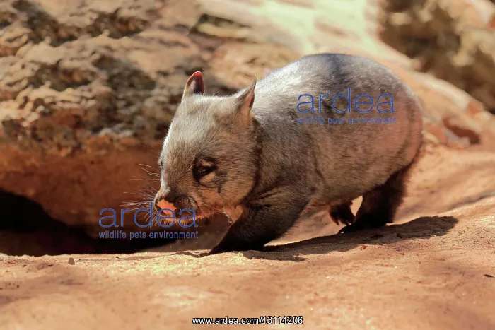 : Southern hairy-nosed wombat (Lasiorhinus latifrons) : Southern hairy-nosed wombat (Lasiorhinus latifrons)