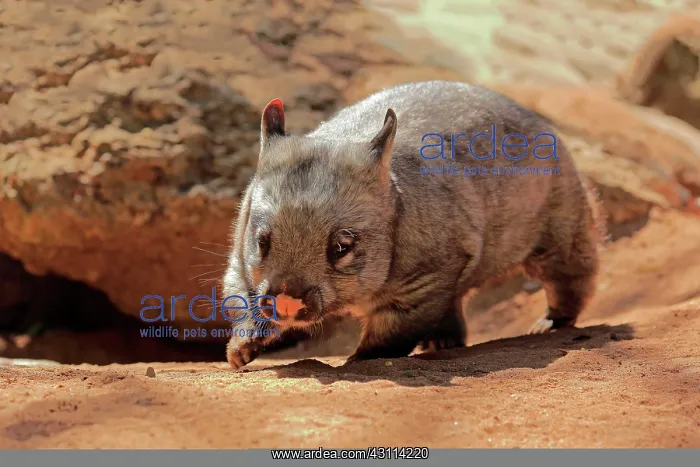  : Southern hairy-nosed wombat (Lasiorhinus latifrons)