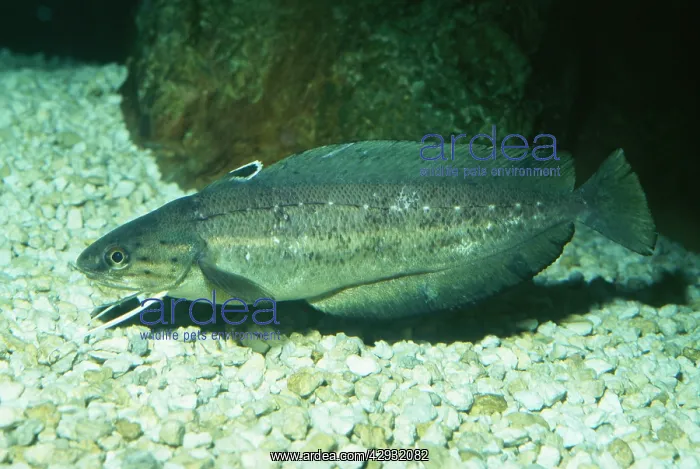 : Southern HAKE (Cods) - whole body : Southern HAKE (Cods) - whole body