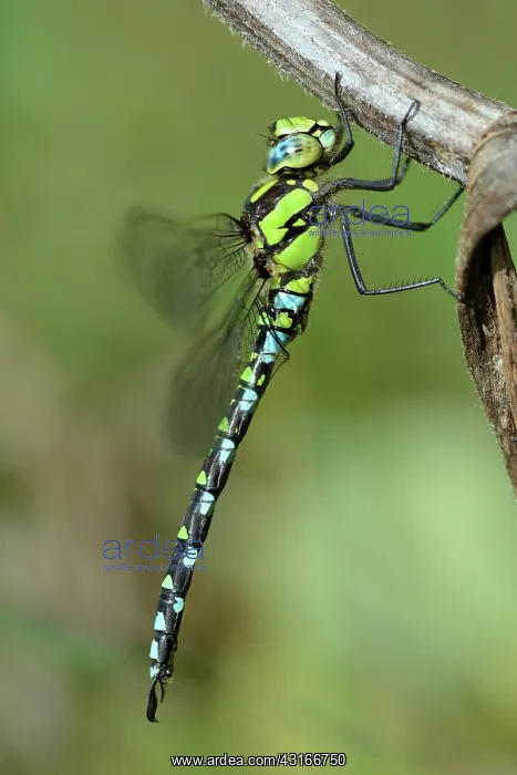 : Southern Hawker : Southern Hawker