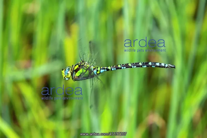 : Southern Hawker (Aeshna cyanea), male in flight : Southern Hawker (Aeshna cyanea), male in flight