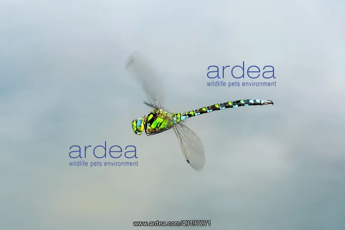 : Southern Hawker (Aeshna cyanea), male in flight : Southern Hawker (Aeshna cyanea), male in flight