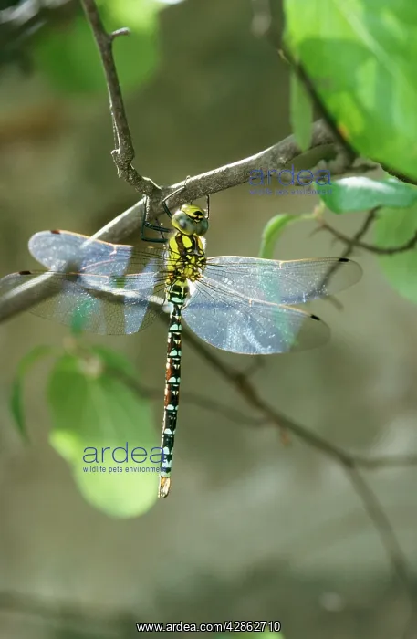 : Southern Hawker Dragonfly : Southern Hawker Dragonfly