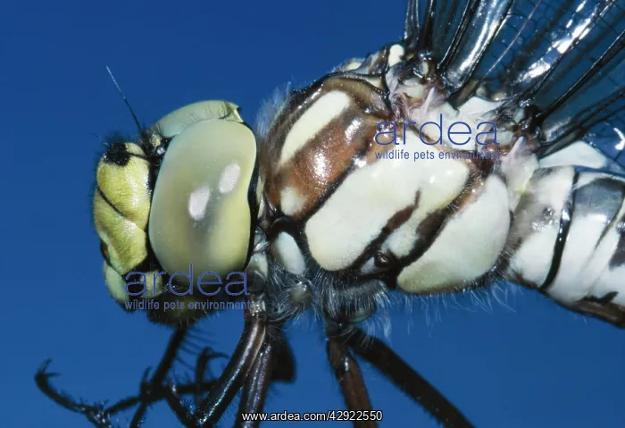 : Southern Hawker Dragonfly : Southern Hawker Dragonfly