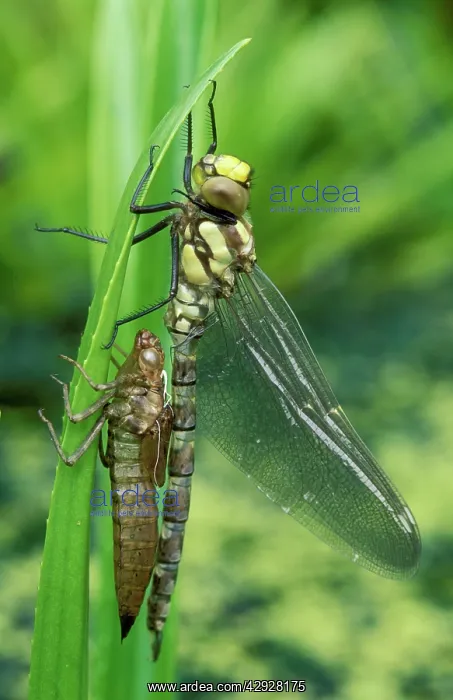 : Southern Hawker Dragonfly : Southern Hawker Dragonfly
