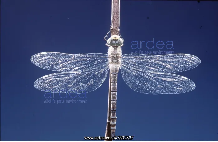 : Southern Hawker DRAGONFLY : Southern Hawker DRAGONFLY