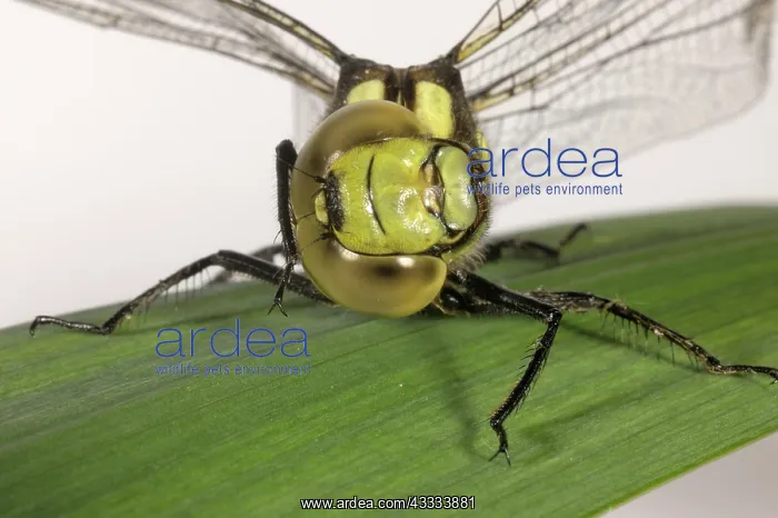 : Southern hawker dragonfly : Southern hawker dragonfly