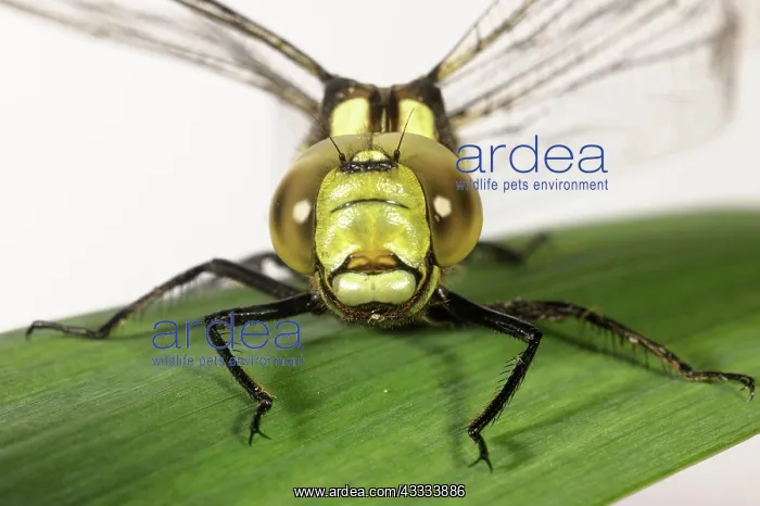 : Southern hawker dragonfly : Southern hawker dragonfly