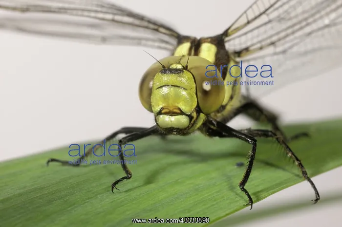 : Southern hawker dragonfly : Southern hawker dragonfly