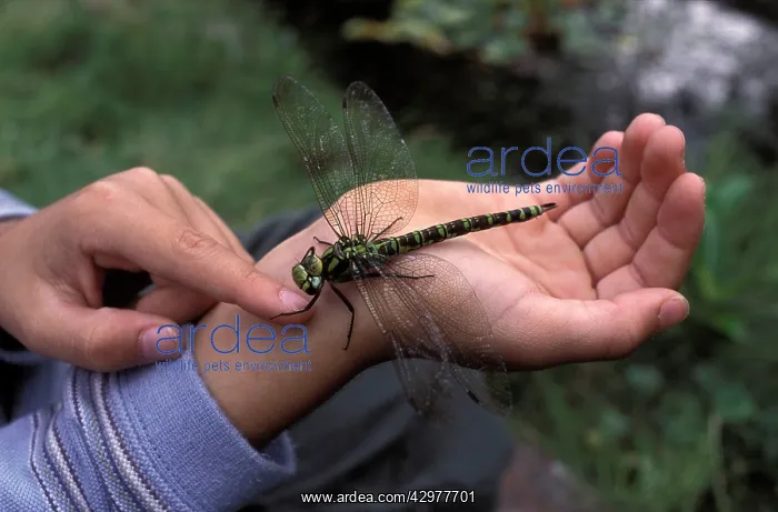: Southern hawker Dragonfly - Female on a child's hand : Southern hawker Dragonfly - Female on a child's hand