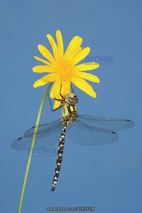 : Southern Hawker Dragonfly - hanging on yellow flower : Southern Hawker Dragonfly - hanging on yellow flower