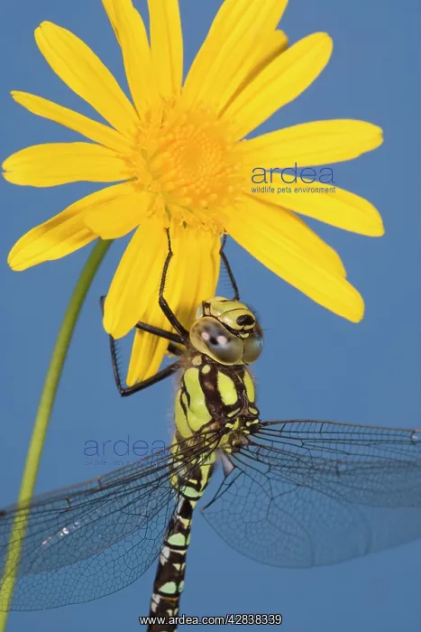 : Southern Hawker Dragonfly - hanging on yellow flower : Southern Hawker Dragonfly - hanging on yellow flower