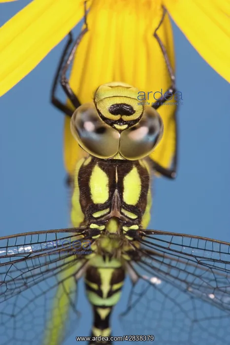 : Southern Hawker Dragonfly - hanging on yellow flower : Southern Hawker Dragonfly - hanging on yellow flower