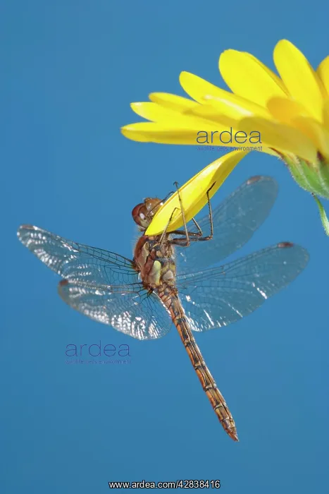 : Southern Hawker Dragonfly - hanging on yellow flower : Southern Hawker Dragonfly - hanging on yellow flower