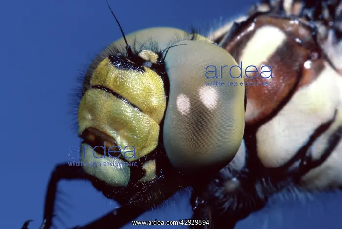 : Southern Hawker Dragonfly - Detail of the head : Southern Hawker Dragonfly - Detail of the head