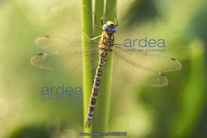 : Southern Hawker Dragonfly, Norfolk UK : Southern Hawker Dragonfly, Norfolk UK