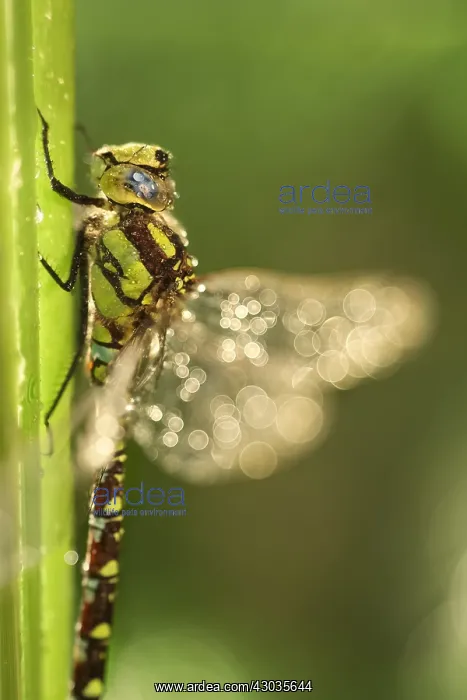 : Southern Hawker Dragonfly, Norfolk UK : Southern Hawker Dragonfly, Norfolk UK