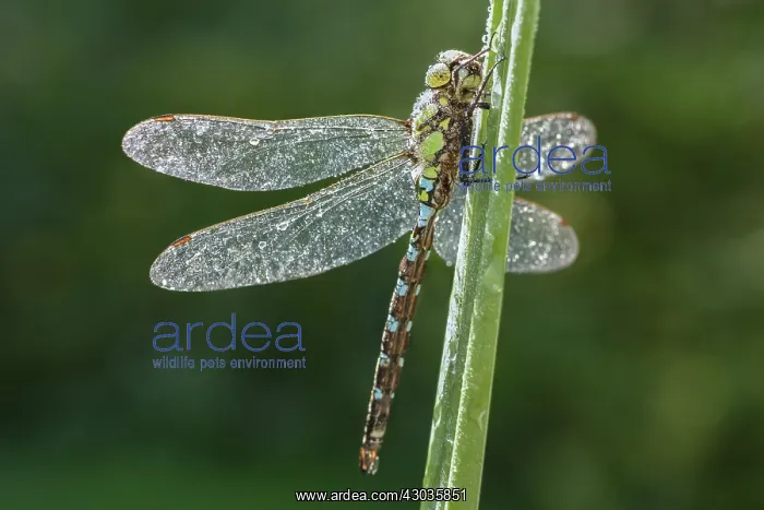  : Southern Hawker Dragonfly, Norfolk UK