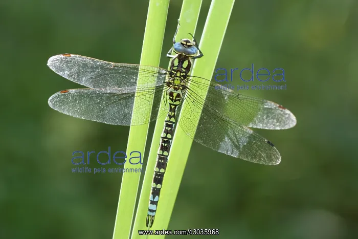 : Southern Hawker Dragonfly, Norfolk UK : Southern Hawker Dragonfly, Norfolk UK