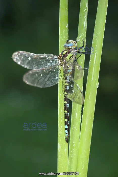  : Southern Hawker Dragonfly, Norfolk UK