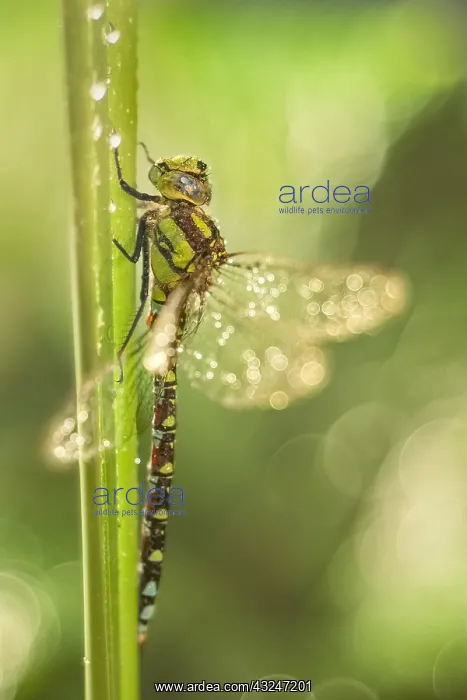 : Southern Hawker Dragonfly, Norfolk UK : Southern Hawker Dragonfly, Norfolk UK