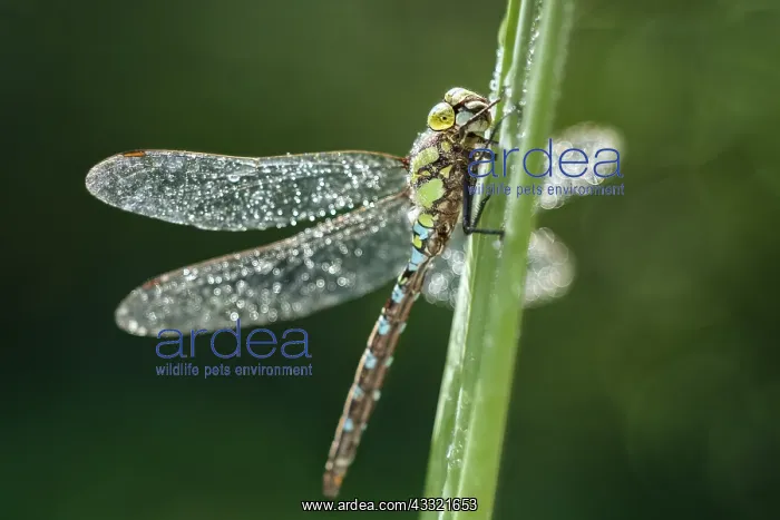 : Southern Hawker Dragonfly, Norfolk UK : Southern Hawker Dragonfly, Norfolk UK