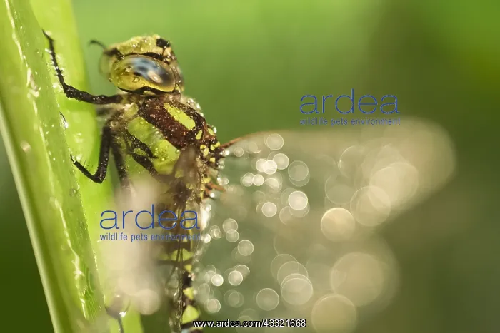 : Southern Hawker Dragonfly, Norfolk UK : Southern Hawker Dragonfly, Norfolk UK