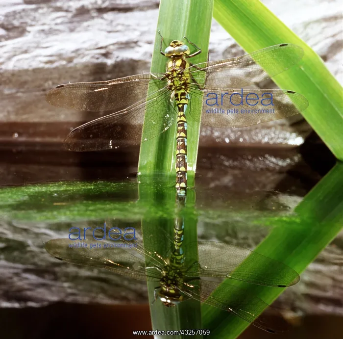 : Southern Hawker Dragonfly - ovipositor / egg laying in water : Southern Hawker Dragonfly - ovipositor / egg laying in water