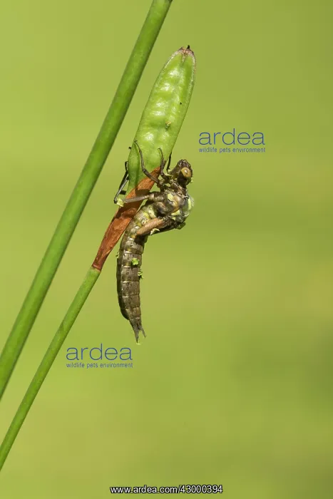  : Southern Hawker. emerging from nymph on stem