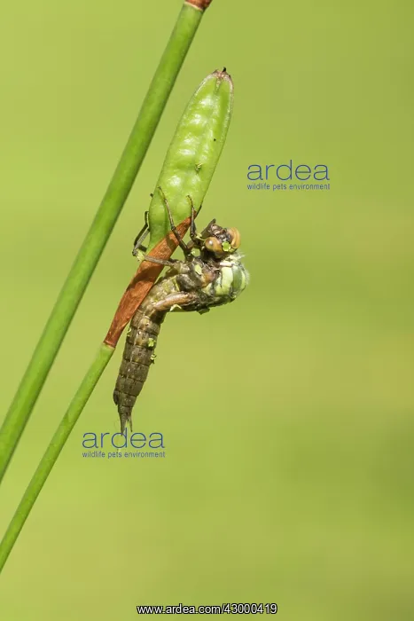  : Southern Hawker. emerging from nymph on stem