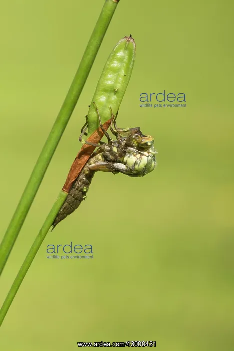: Southern Hawker. emerging from nymph on stem : Southern Hawker. emerging from nymph on stem