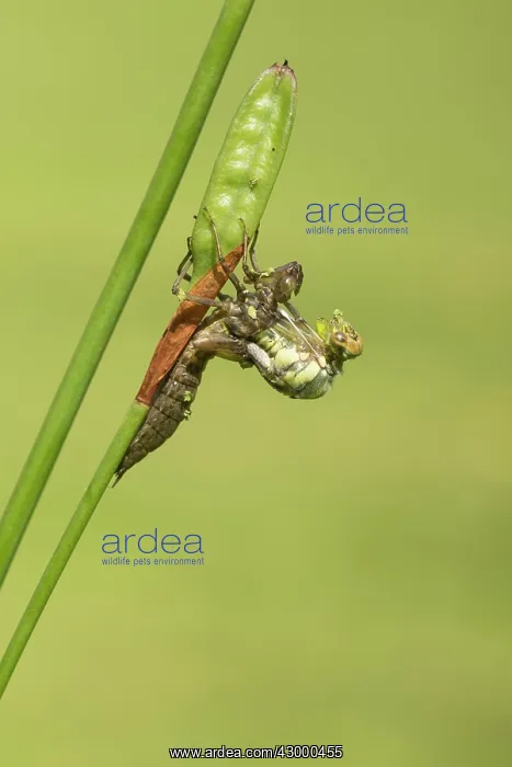 : Southern Hawker. emerging from nymph on stem : Southern Hawker. emerging from nymph on stem