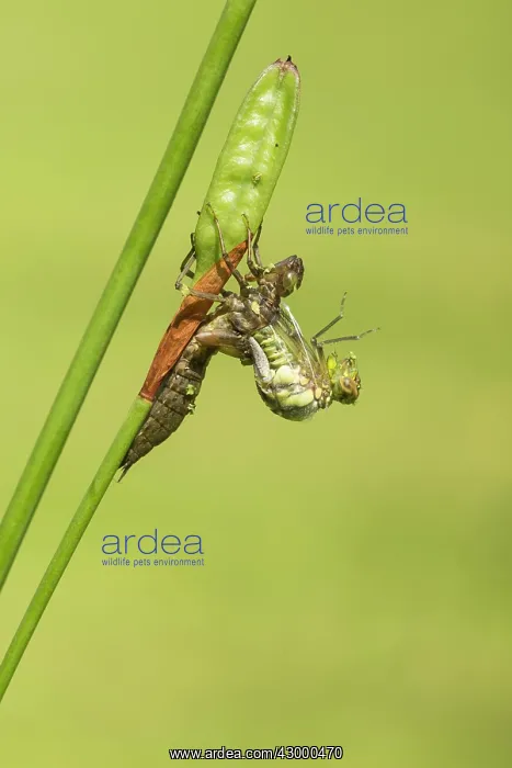 : Southern Hawker. emerging from nymph on stem : Southern Hawker. emerging from nymph on stem