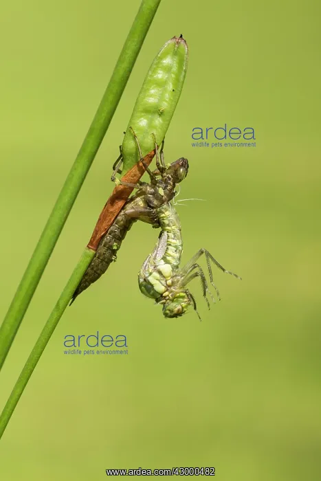 : Southern Hawker. emerging from nymph on stem : Southern Hawker. emerging from nymph on stem