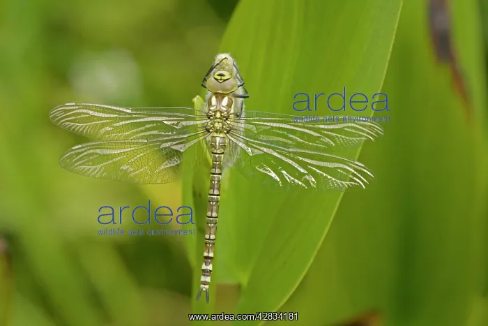 : Southern Hawker - Freshly emerged adult dragonfly : Southern Hawker - Freshly emerged adult dragonfly