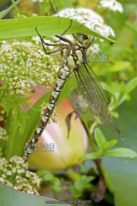 : Southern Hawker - Freshly emerged adult dragonfly : Southern Hawker - Freshly emerged adult dragonfly