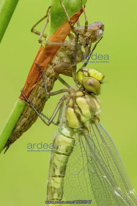 : Southern Hawker. newly emerged - close up of : Southern Hawker. newly emerged - close up of