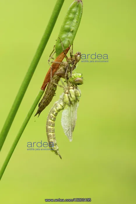 : Southern Hawker. newly emerged with wings expanding : Southern Hawker. newly emerged with wings expanding